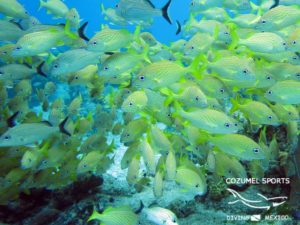 Cozumel Sports grunt fish