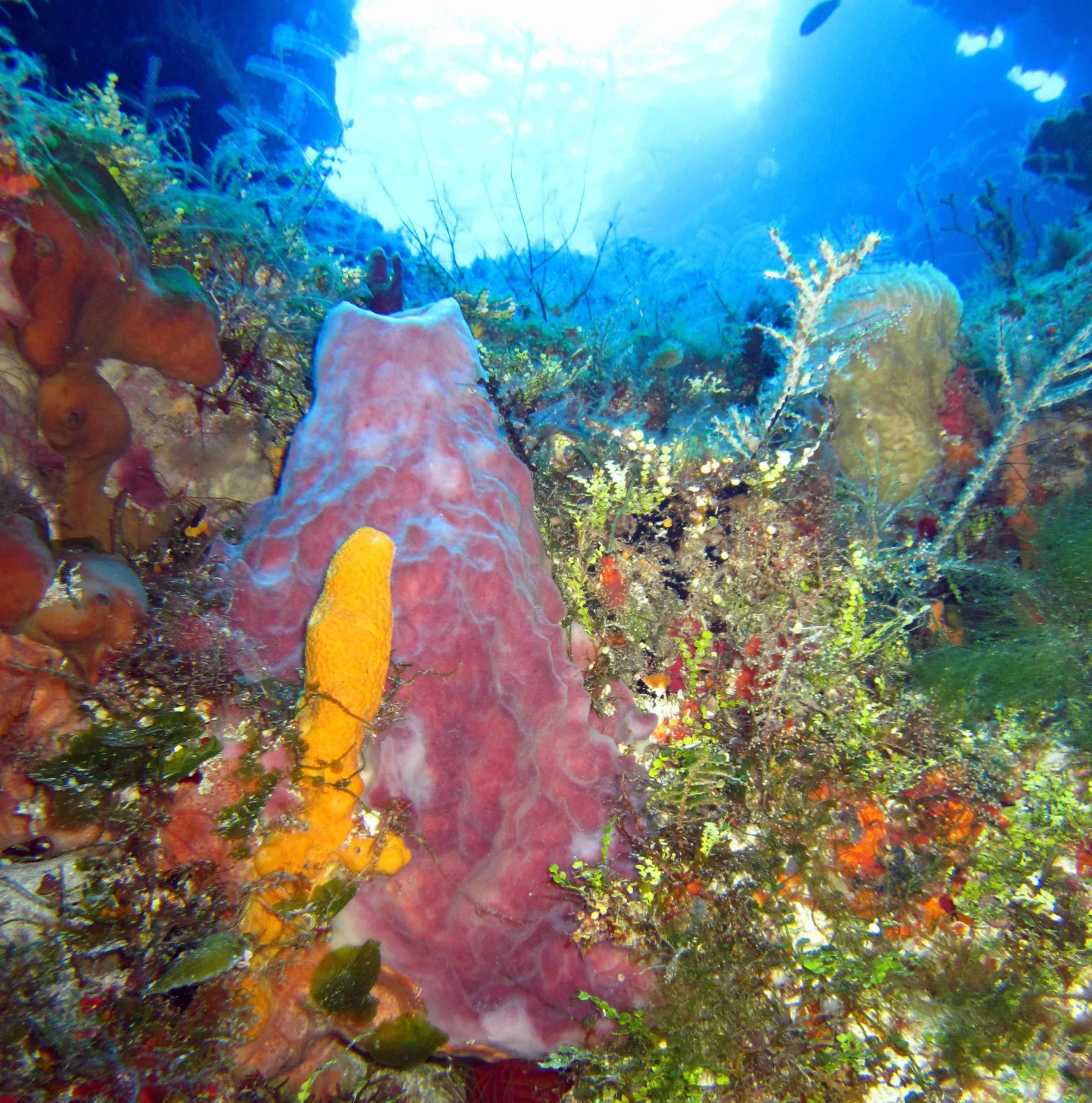 Cozumel Sports Palancar reef